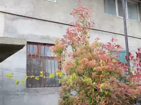 7 otaqlı həyət evi/bağ evi - Maştağa q. - 300 m²