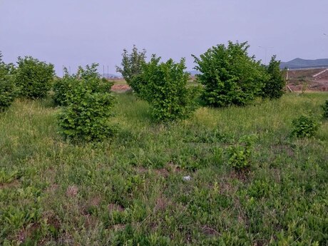 Torpaq - Ağstafa - 121 sot