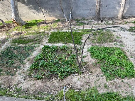 3 otaqlı həyət evi/bağ evi - Buzovna q. - 100 m²