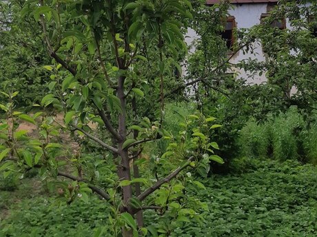 4 otaqlı həyət evi/bağ evi - Qusar - 100 m²