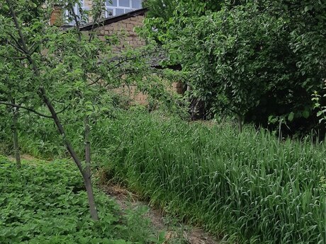 4 otaqlı həyət evi/bağ evi - Qusar - 100 m²
