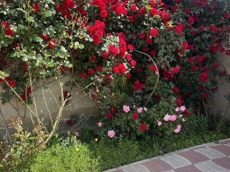 Объявление №6081082 - Баку, Бинагадинский р., 3-комн., 135 м²