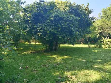 3 otaqlı həyət evi/bağ evi - Qəbələ - 180 m²