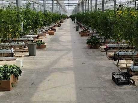 Obyekt - Masazır q. - 35000 m²