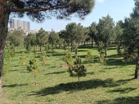 2-комн. новостройка - м. Ази Асланов - 55 м²