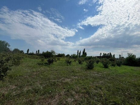Torpaq - Şabran - 12 sot