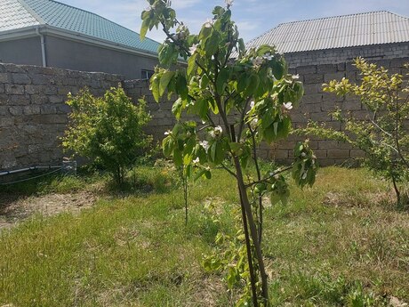 5 otaqlı həyət evi/bağ evi - Binə q. - 144 m²