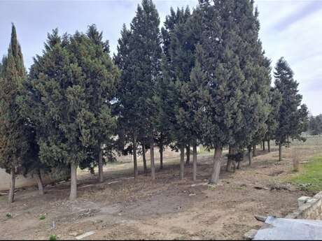 Torpaq - Sumqayıt - 25 sot
