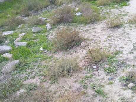 Torpaq - Badamdar q. - 2 sot