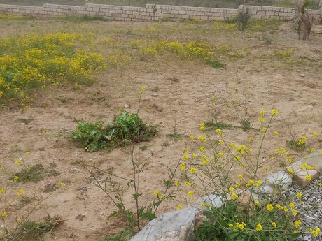 Torpaq - Qala q. - 4 sot