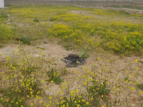 Torpaq - Qala q. - 4 sot