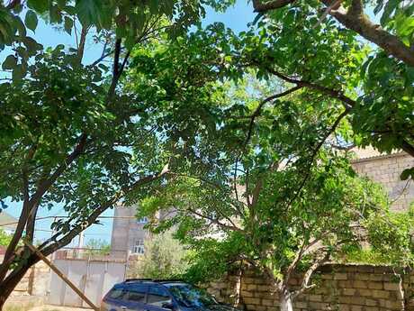 3 otaqlı həyət evi/bağ evi - Novxanı q. - 150 m²