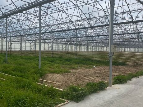 Obyekt - Zirə q. - 74000 m²