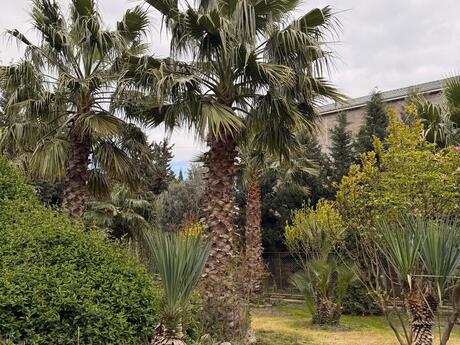 10 otaqlı həyət evi/bağ evi - Abşeron r. - 600 m²