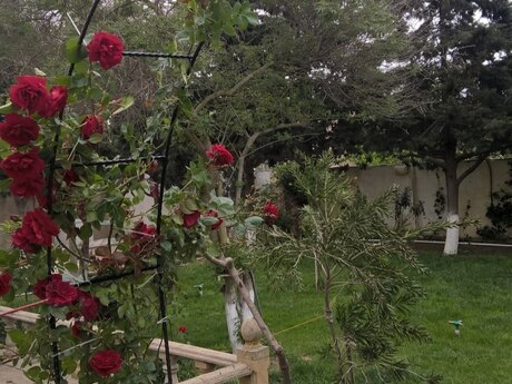 6 otaqlı həyət evi/bağ evi - Mərdəkan q. - 250 m²