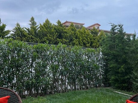 1 otaqlı həyət evi/bağ evi - Nardaran q. - 55 m²