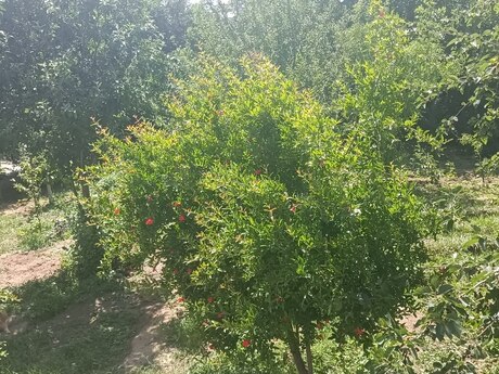 5 otaqlı həyət evi/bağ evi - Digah q. - 120 m²