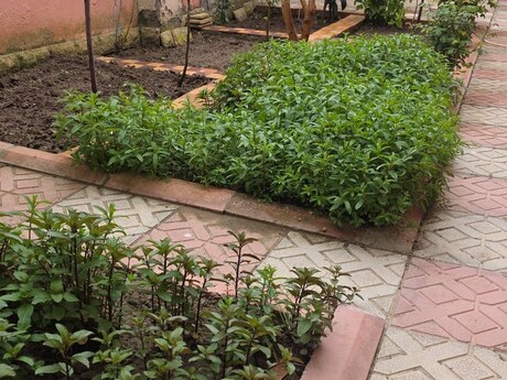 3 otaqlı həyət evi/bağ evi - Bakıxanov q. - 70 m²