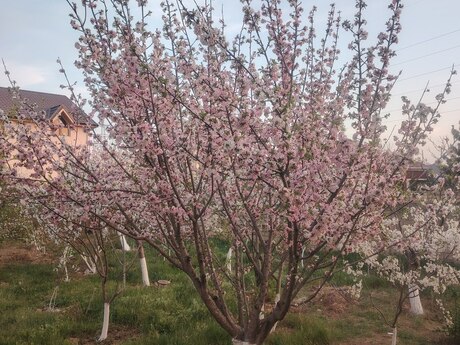 4 otaqlı həyət evi/bağ evi - Saray q. - 180 m²