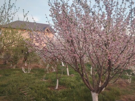 4 otaqlı həyət evi/bağ evi - Saray q. - 180 m²