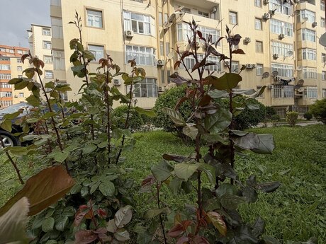 1 otaqlı yeni tikili - Masazır q. - 51 m²