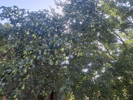 Torpaq - Mehdiabad q. - 10 sot