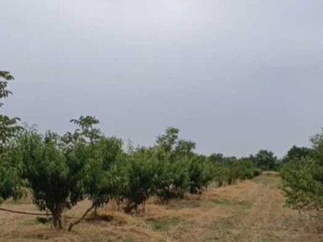 Torpaq - Xaçmaz - 127 sot