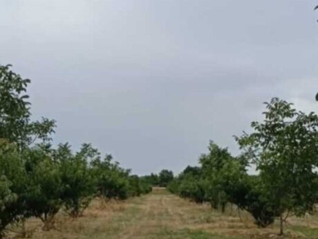 Torpaq - Xaçmaz - 127 sot
