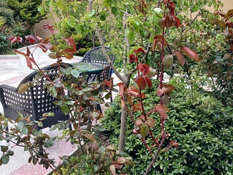 9 otaqlı həyət evi/bağ evi - Badamdar q. - 800 m²
