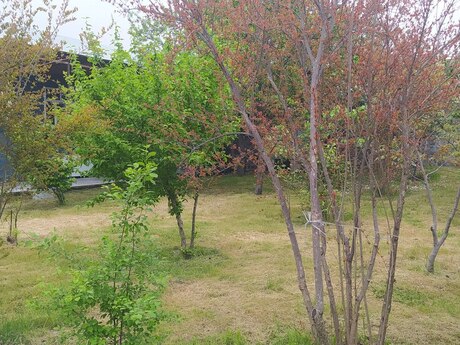 3 otaqlı həyət evi/bağ evi - Şəki - 80 m²