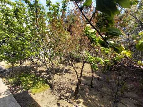 12 otaqlı həyət evi/bağ evi - Masazır q. - 600 m²