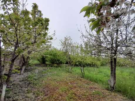 Torpaq - Xaçmaz - 8 sot