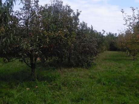 Torpaq - Xaçmaz - 37 sot
