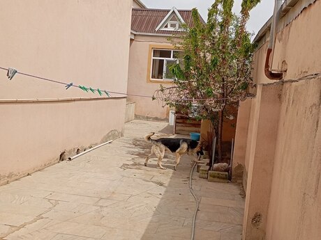 3 otaqlı həyət evi/bağ evi - Binəqədi q. - 100 m²