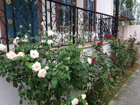 5 otaqlı həyət evi/bağ evi - Quba - 170 m²