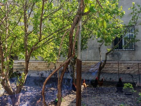 6 otaqlı həyət evi/bağ evi - Qara Qarayev m. - 250 m²