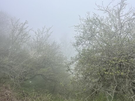 Torpaq - Şamaxı - 12 sot