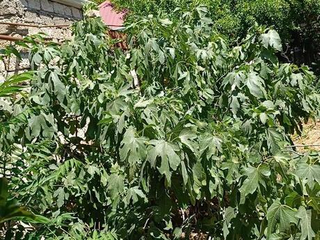 4 otaqlı həyət evi/bağ evi - Qara Qarayev m. - 125 m²
