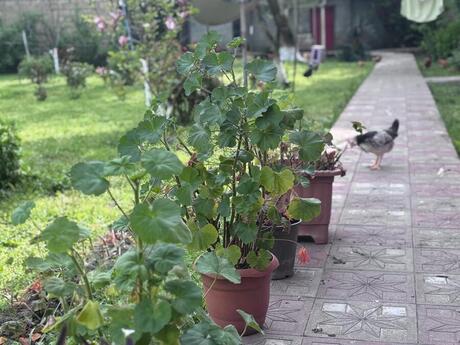 4 otaqlı həyət evi/bağ evi - Qəbələ - 240 m²