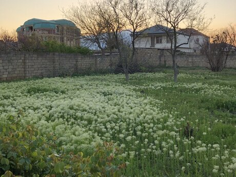 Torpaq - Saray q. - 5 sot