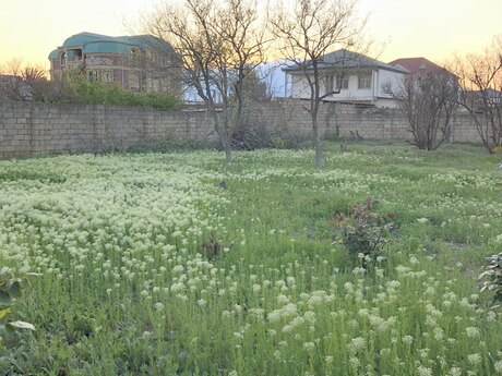 Torpaq - Saray q. - 5 sot