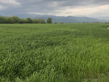 Torpaq - Sabirabad - 35000 sot