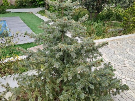 4 otaqlı həyət evi/bağ evi - Görədil q. - 100 m²