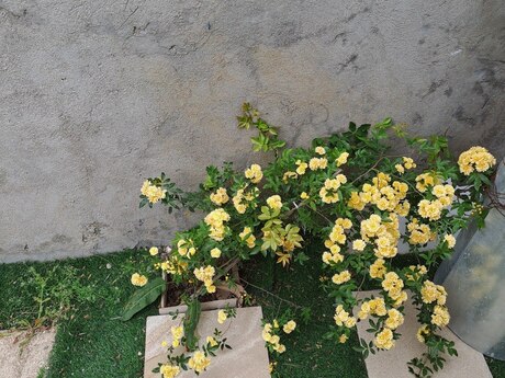 4 otaqlı həyət evi/bağ evi - Görədil q. - 100 m²