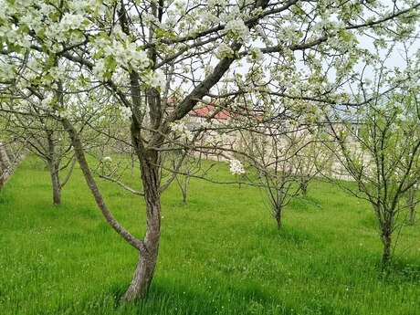 Torpaq - Şamaxı - 6 sot
