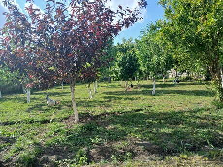 4 otaqlı həyət evi/bağ evi - Mingəçevir - 220 m²