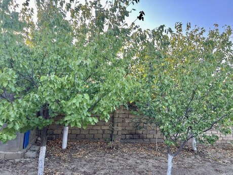 5 otaqlı həyət evi/bağ evi - Görədil q. - 200 m²