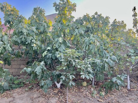 5 otaqlı həyət evi, 200 m², Görədil: 145 000 ₼ 5