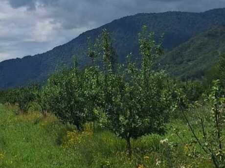 Torpaq - Quba - 12 sot