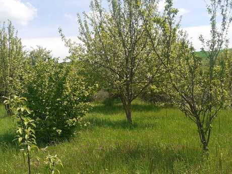 Torpaq - İsmayıllı - 16 sot